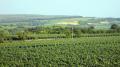 Blick &uuml;ber Kroatische Weinberge